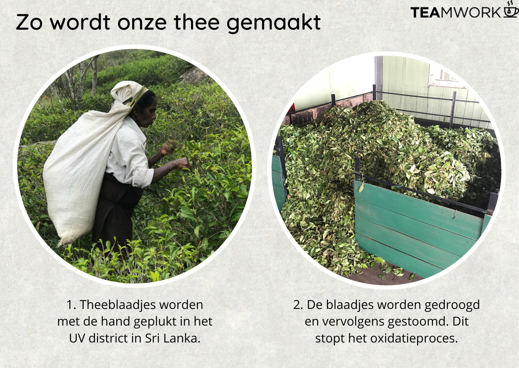 teamwork tea abonnement