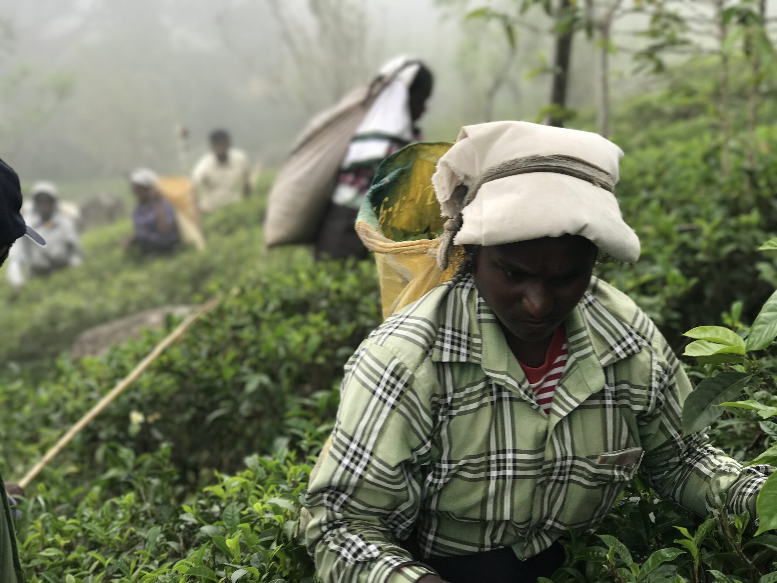 Thee als relatiegeschenk: een duurzaam en gezond cadeau afbeelding 1