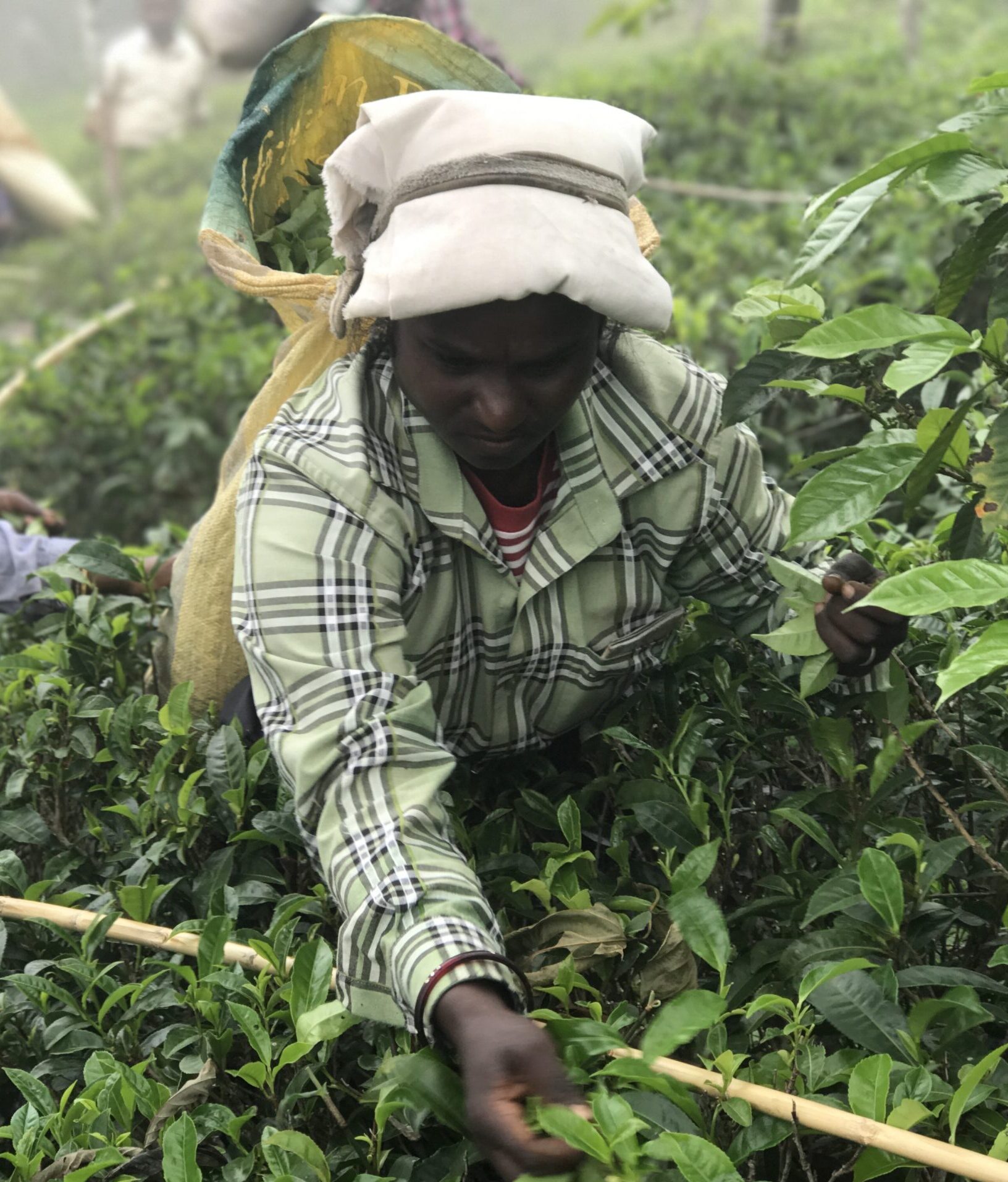 Bestel ons proefpakket afbeelding 1