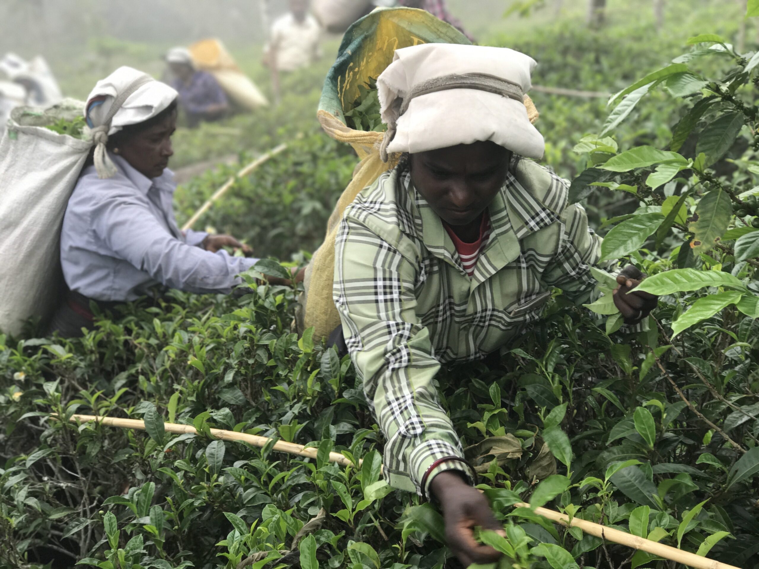 Kies voor TEAmwork Tea met ASN korting afbeelding 1